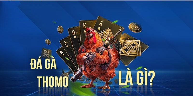 Đá gà Thomo - Hình thức cá cược được ưa chuộng nhất 2025 Đá gà Thomo là hình thức giải trí cực kỳ hấp dẫn
