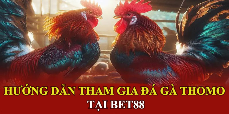 Đá gà Thomo - Hình thức cá cược được ưa chuộng nhất 2025 Các bước tham gia đá gà Thomo tại BET88