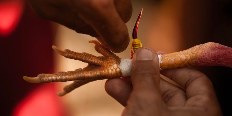Chia Sẻ Kinh Nghiệm Chơi Đá Gà Cựa Sắt Tại Nhà Cái Trực Tuyến Một số quy định cơ bản trong chọi kê